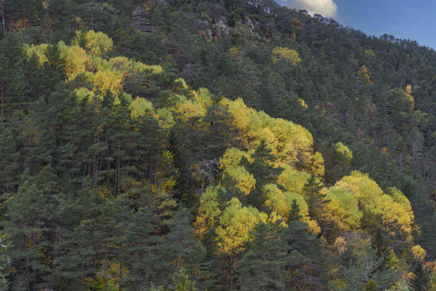 Huesca - valle de Vió 14 - bosque de la Pardina del Señor.jpg
